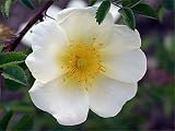 Eigenschaften Agel Rosen  / Bibernellrose 
