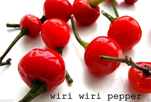Wiri Wiri Pepper, Very Hard to Find , Capsicum Frutescens, From Guyana ! 25 Seeds