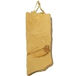 Fossil Pendant 03 Stone Yellow Fish Crustacean Slab Rock Gold Wire Wrap 3.5