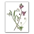Botanical Print - Gift Enclosure Cards (set of 12)