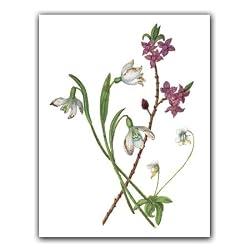 Botanical Print - Gift Enclosure Cards (set of 12)