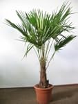 - Winterharte Palme - Trachycarpus fo...