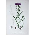 BLACK KNAPWEED BOTANY PLANTS c1902 CENTAUREA DECIPIENS