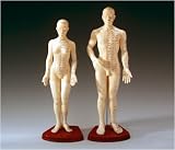 Male Acupuncture Model