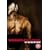 Wrestlemaniac [DVD] [2006]