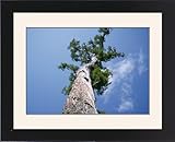 Framed Prints of King Jarrah Tree - 47 meters high, 500 years old from Ardea Wildlife Pets