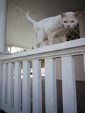 41uhBW44MpL. SL160 A White Cat on a White Porch Railing Photographic Poster Print by Jodi Cobb, 36x48
