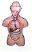 Herindera Human Torso Unisex Dissectable in 9 Parts 50 CMS RS.1000.00