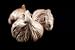 Black Garlic, 1lb Bag