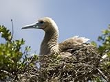 IMAGE OF Red-Footed Booby, Bird Island, Tikehau, Tuamotu Archipelago, French Polynesia Premium Photographic Poster Print by Sergio Pitamitz, 30x40