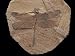 Dragonfly Fossil Discovered at Sihetun, China Premium Photographic Poster Print