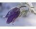 Photographic Prints of Anemone spec. - Purple flower covered with snow in early spring from Ardea Wildlife Pets