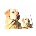Yellow Labrador Retriever Mouse Pad & Coasters Set