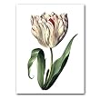 genus Tulipa 51 - 5" x 7" Museum Quality Greeting Card