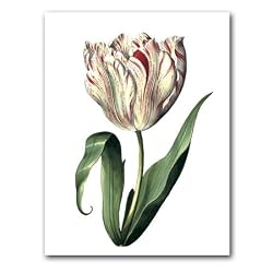 genus Tulipa 51 - 5" x 7" Museum Quality Greeting Card