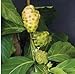 Noni Tree -Morinda Citrifolia
