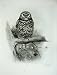 1907 The Little Owl Athene Noctua Adult Male Bird Plate