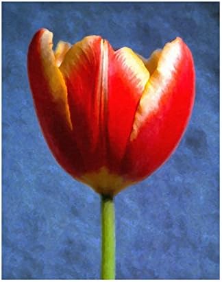 Tulip Solo