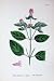 Wild Pepper Mint Botany Plants C1902 Mentha Herb Flower
