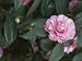 Close-Up of a Japanese Camellia Flower (Camellia Japonica) Photographic Poster Print by S. Montanari, 24x32