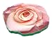 Yeoman YEO416 15-Inch Gardening Kneeler Pad, Tickled Pink Rose