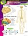 CHART 17X22 HUMAN NERVOUS SYST