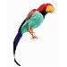 Feather Pirate Parrot