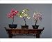 Photographic Prints of PPG-1576 Bonsai - (left to right) Malus, Japanese Peach (Prunus) and Wistaria from Ardea Wildlife Pets