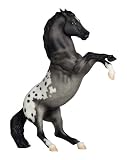 Rearing Appaloosa - Blue Roan�