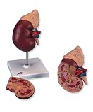 3B Scientific Kidney with Adrenal Gland