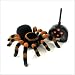 Toys : Tarantula Radio Controlled
