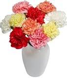 10 Classic Carnations