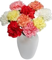10 Classic Carnations