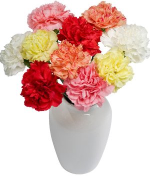 10 Classic Carnations