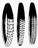 : Bravo Sports/Bike Access 132910 Original Replacement Tire