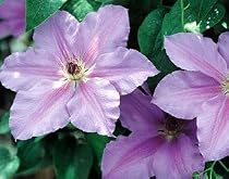 1 Clematis Ramona Vine