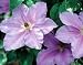 Clematis Ramona - Light Lavender Blue - Potted