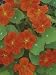 Nasturtium Flowers (Trapaeolum), Dwarf Whirlybird Variety Photographic Poster Print by Wally Eberhart, 30x40
