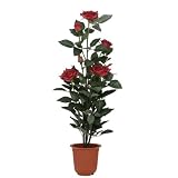 f-DECO ���[�Y���b�h 70cm