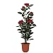 f-DECO ���[�Y���b�h 70cm