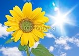 Wallmonkeys Peel and Stick Wall Decals - Sunflower - 48