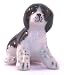 Australian Shepherd puppy