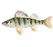YELLOW PERCH -Fish Decal- window sticker truck fishing