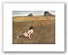 Christina's World by Andrew Wyeth 14