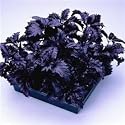 SEED BARGAINS: Herb Basil Purple Ruffles (approx 250 Commercial Grade Seeds)