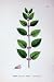 Botany Plants C1902 Corn Mint Mentha Arvensis Flowers