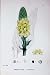 Botany Plants C1902 Great Mullein Verbascum Thapsus