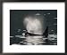 A Male Killer Whale Surfacing for Fresh Air and Expelling Stale Air Framed Art Poster...