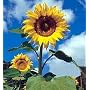 Gigantic Titan Sunflower 20 Seeds