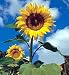 Gigantic Titan Sunflower 20 Seeds